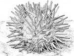 Bothriocidaris reconstruction Bothriocidaris reconstruction