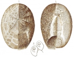 Rhabdobrissus costae (Gasco, 1876) Rhabdobrissus costae (Gasco, 1876)