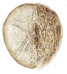 Echinocardium flavescens Echinocardium flavescens