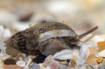 Nassarius reticulatus