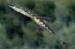Gasterosteiformes