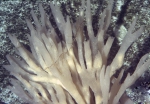 Haliclona (Haliclona) oculata Haliclona (Haliclona) oculata
