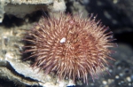 Psammechinus miliaris Psammechinus miliaris
