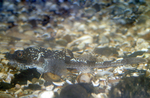 Agonus cataphractus