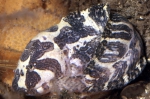 Liparis liparis