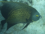 Pomacanthus paru