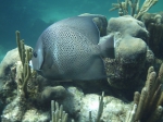 Pomacanthus arcuatus