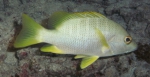 Lutjanus apodus