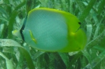 Chaetodon ocellatus