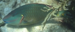 Sparisoma viride
