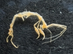 Aeginina longicornis - skeleton shrimp