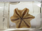 Pteraster obscurus - oral view
