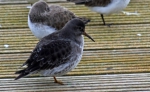 Purple sandpiper (Calidris maritima)