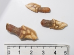 Scalpellum cornutum