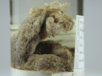 Aplidium glabrum Aplidium glabrum