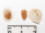 Dendrodoa carnea Dendrodoa carnea