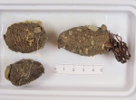 Styela rustica - small trio