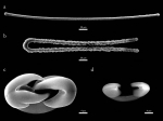 Forcepia (Forcepia) vansoesti SEM images Forcepia (Forcepia) vansoesti SEM images