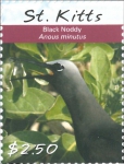 Anous minutus