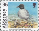 Larus melanocephalus
