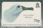 Thalassarche chrysostoma