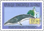 Balaenoptera acutorostrata
