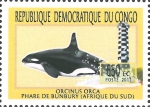 Orcinus orca