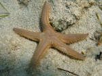 Astropecten platyacanthus