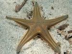 Astropecten platyacanthus