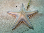 Astropecten jonstoni