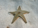 Astropecten jonstoni