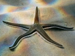Astropecten bispinosus