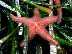 Astropecten spinulosus