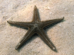 Astropecten spinulosus