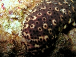 Holothuria sanctori