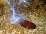 Holothuria sanctori
