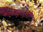 Holothuria poli