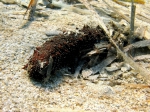 Holothuria poli