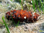 Holothuria poli
