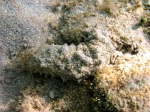 Holothuria poli