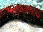 Holothuria poli