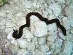 Synaptula reciprocans