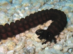 Synaptula reciprocans