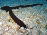 Synaptula reciprocans