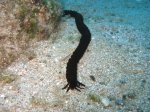 Synaptula reciprocans