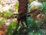 Synaptula reciprocans