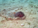 Spatangus purpureus Spatangus purpureus