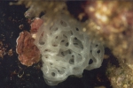 Porifera, Class Calcarea