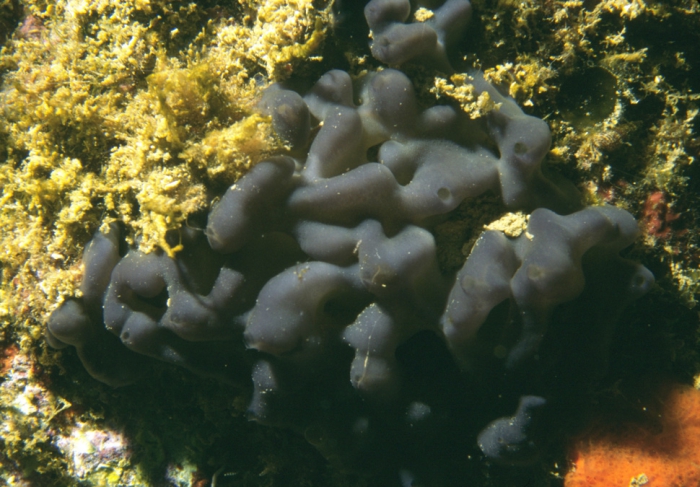 Porifera, Class Homoscleromorpha