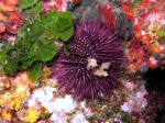 Paracentrotus lividus Paracentrotus lividus